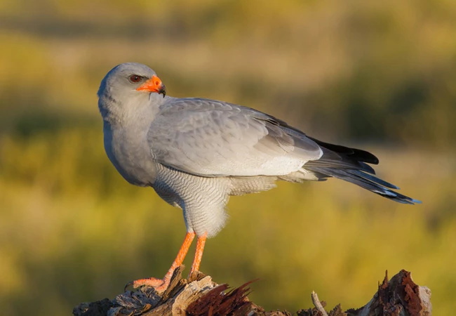 Bird watching at Knysna