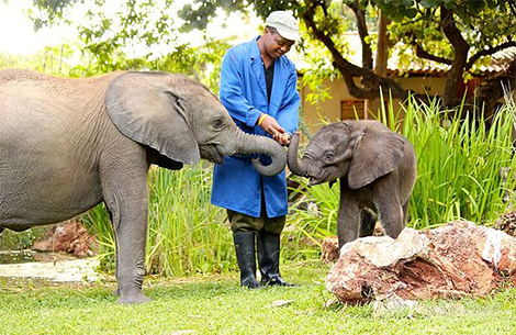 Wild Is Life Grand Zimbabwe