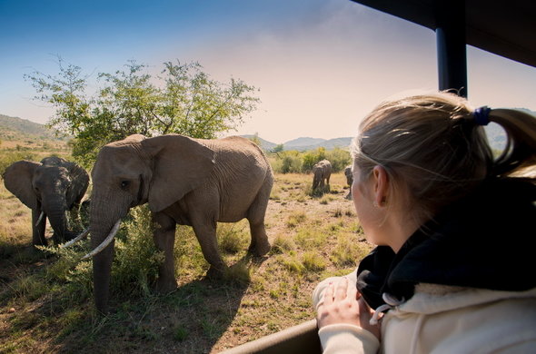 Wildlife tour to Pilanesberg from Sun City