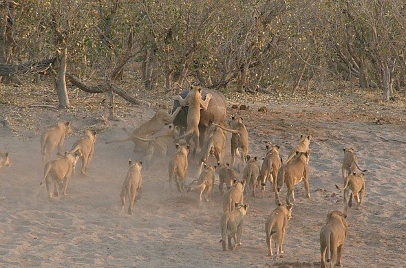 Spotting the Lion at Sanctuary