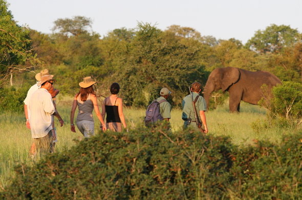 Walking Safari tour In Kruger