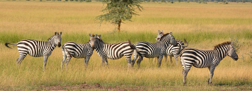 Mikumi National Park