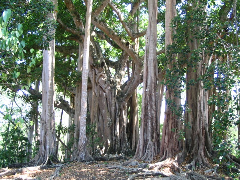 The Sacred Banyan Tree