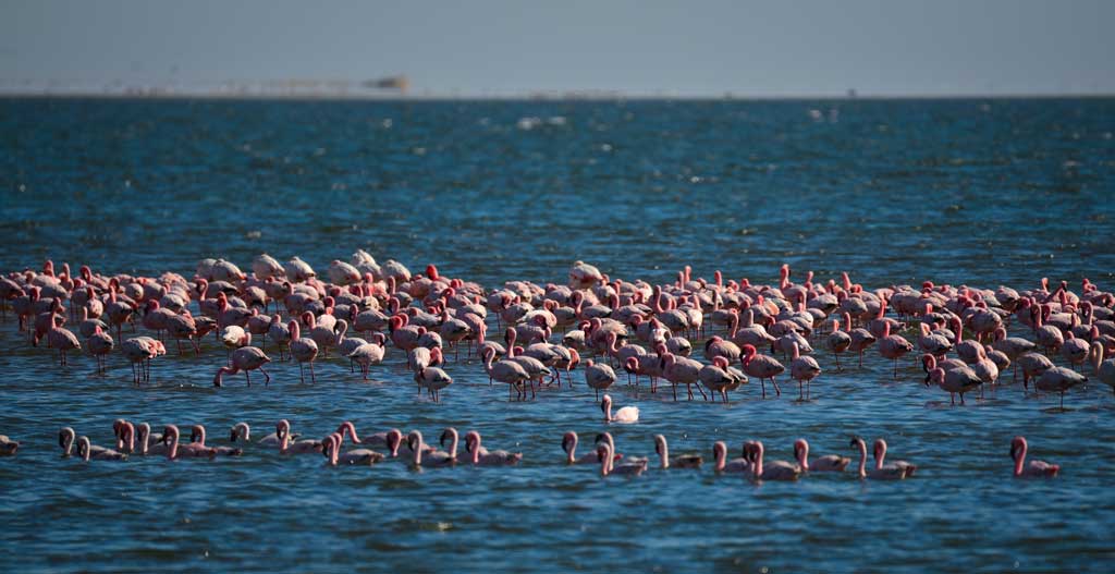 Birdwatching at the Walvis Bay