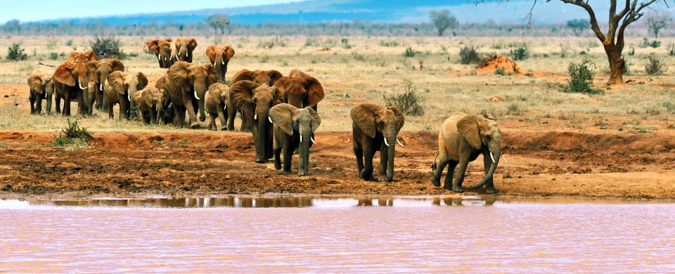 Tsavo National Park