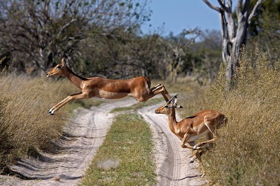 Day safari at Moremi