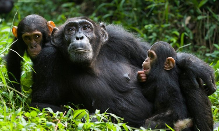 Chimpanzee trekking