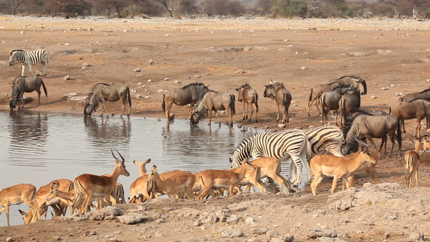 Moringa waterhole