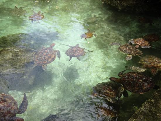 Mnarani Marine Turtle Conservation Pond