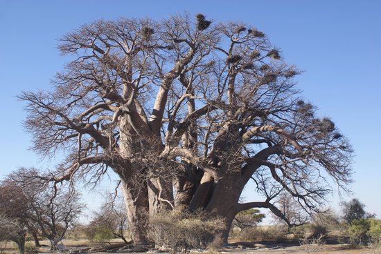 Chapman’s Baobab