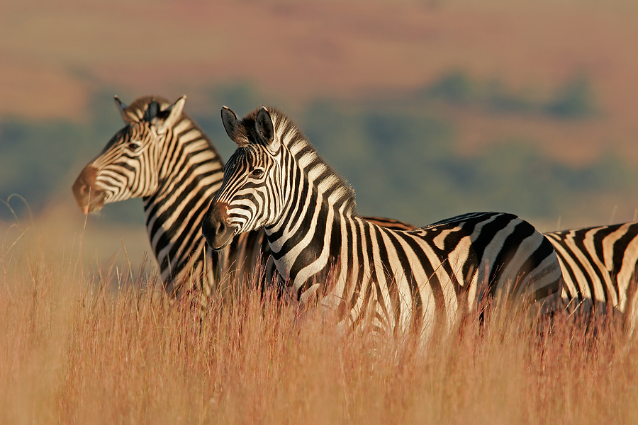 Safari at Tala Game Reserve
