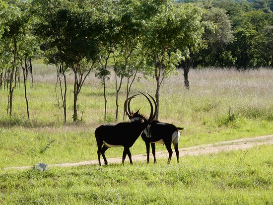 Thetford Game Reserve