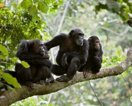 Chimpanzee Habituation at Kaniyo Pabidi