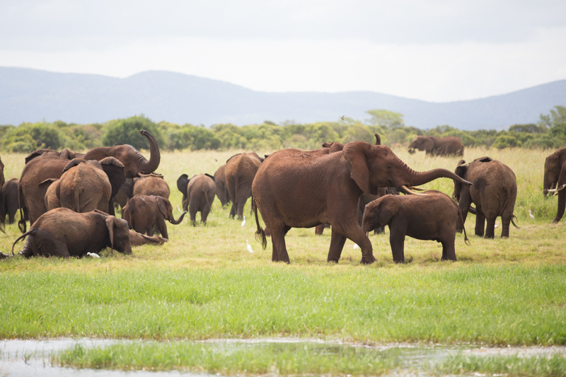 Pongola Game Reserve