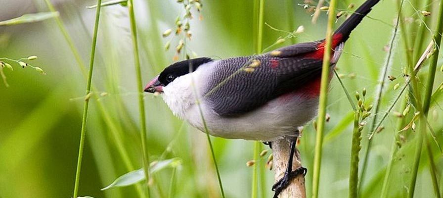 Bird watching tours