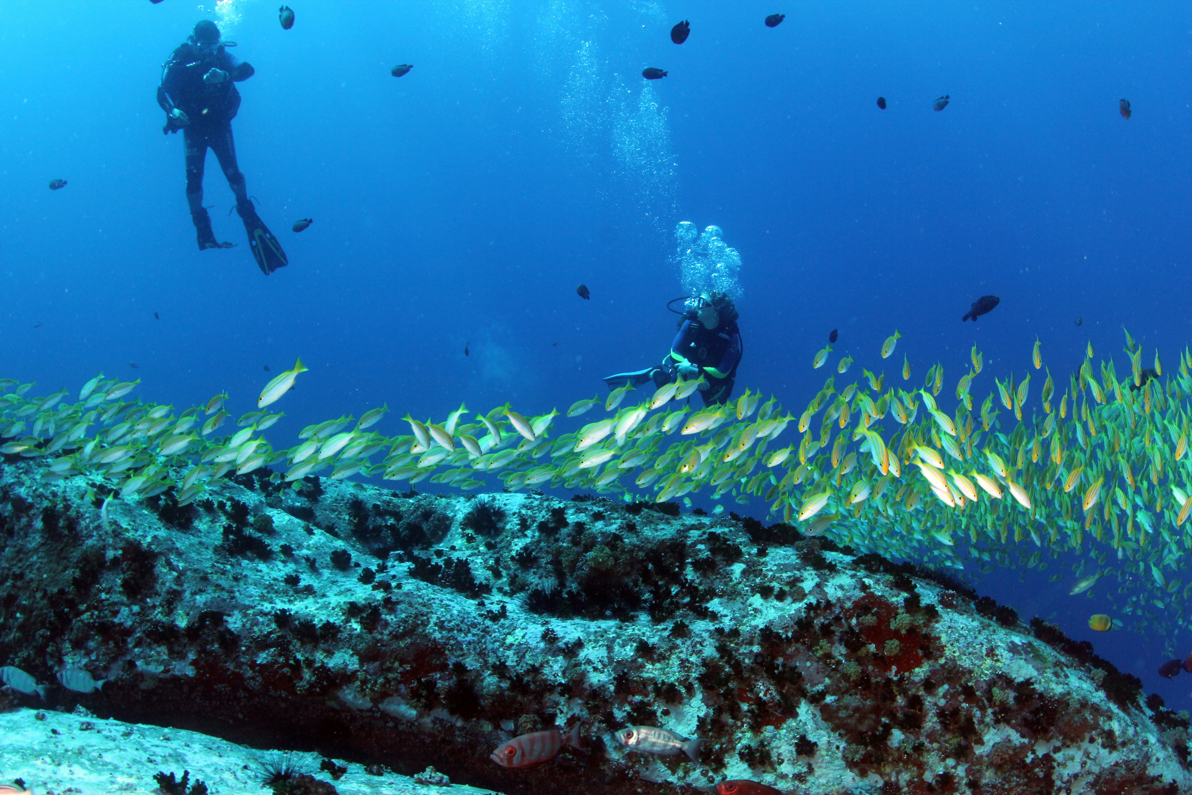 Diving under the water