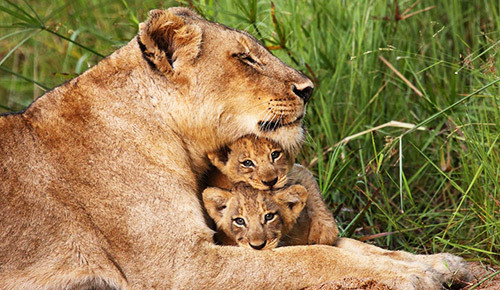 Kruger National Park