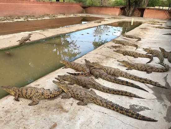 Spencer’s Creek Crocodile Farm