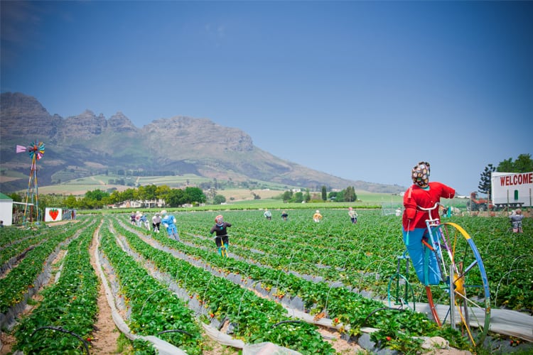 Strawberry Picking at the Mooiberg 
