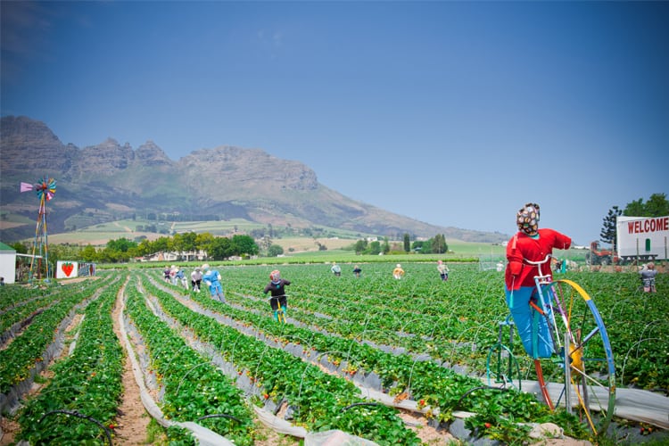 Strawberry Picking at the Mooiberg 