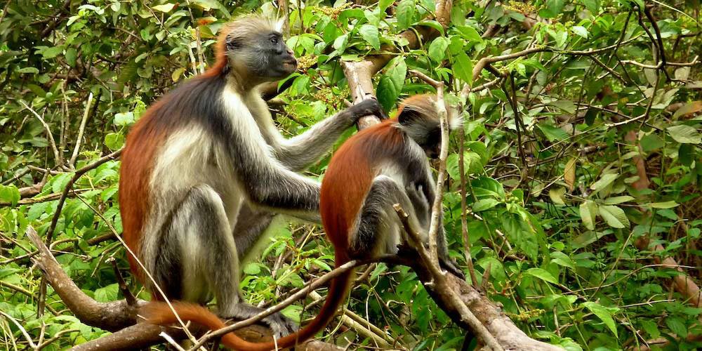 Kiwengwa-Pongwe Forest Reserve