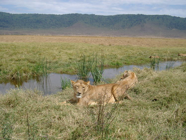 Ngorongoro Conservation Area