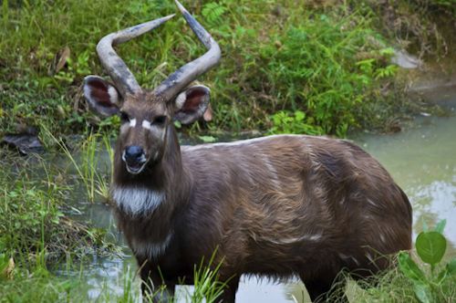 Spot the Sitatunga antelope