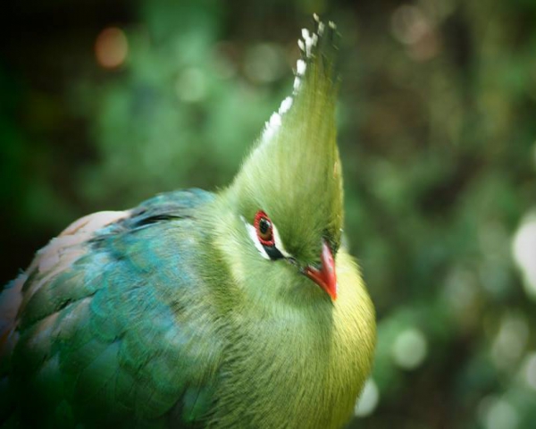 The Birds of Eden Bird Sanctuary