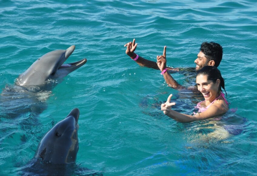 Play with Dolphins