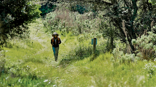 Hiking the Dassie Trail