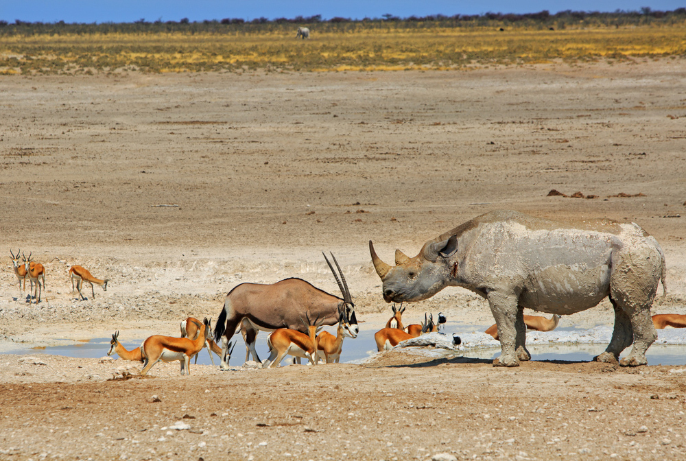 The big four at Etosha