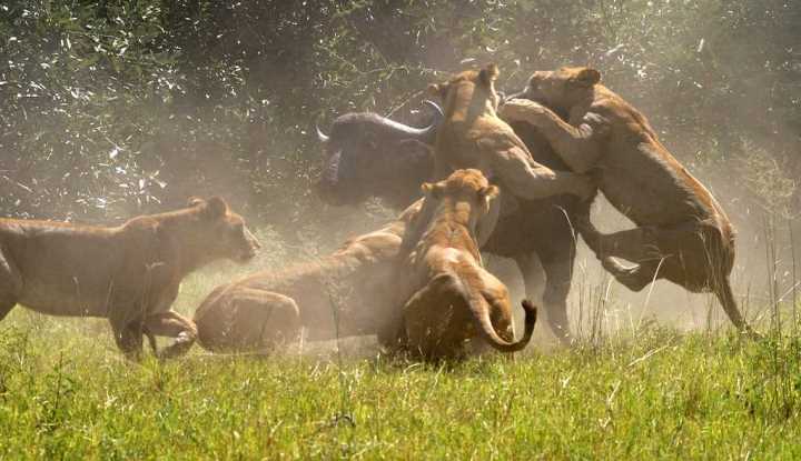 The Okavango Delta Predator Safari