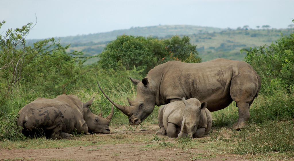 Hluhluwe Game Reserve 