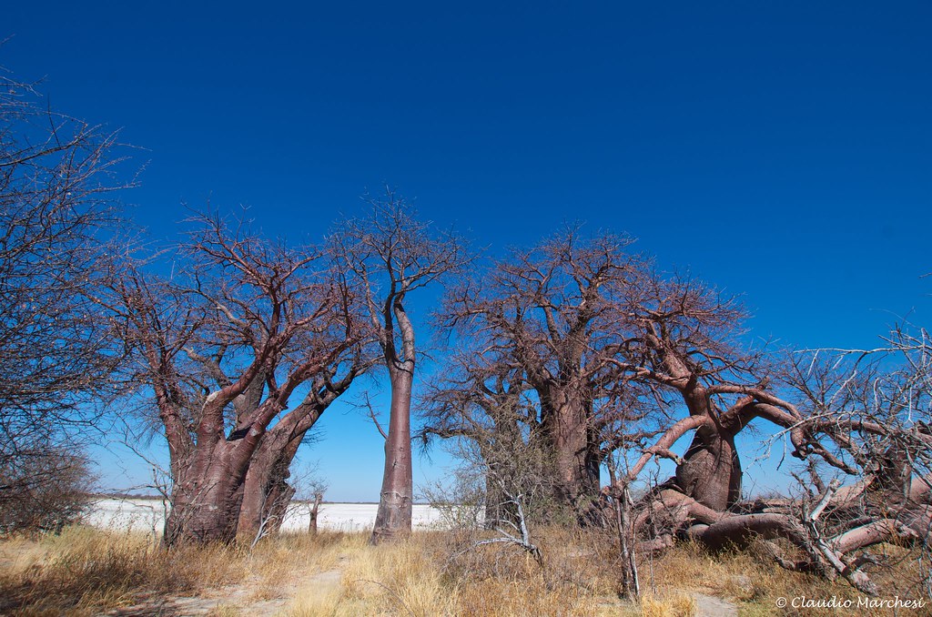 Baines' Baobabs