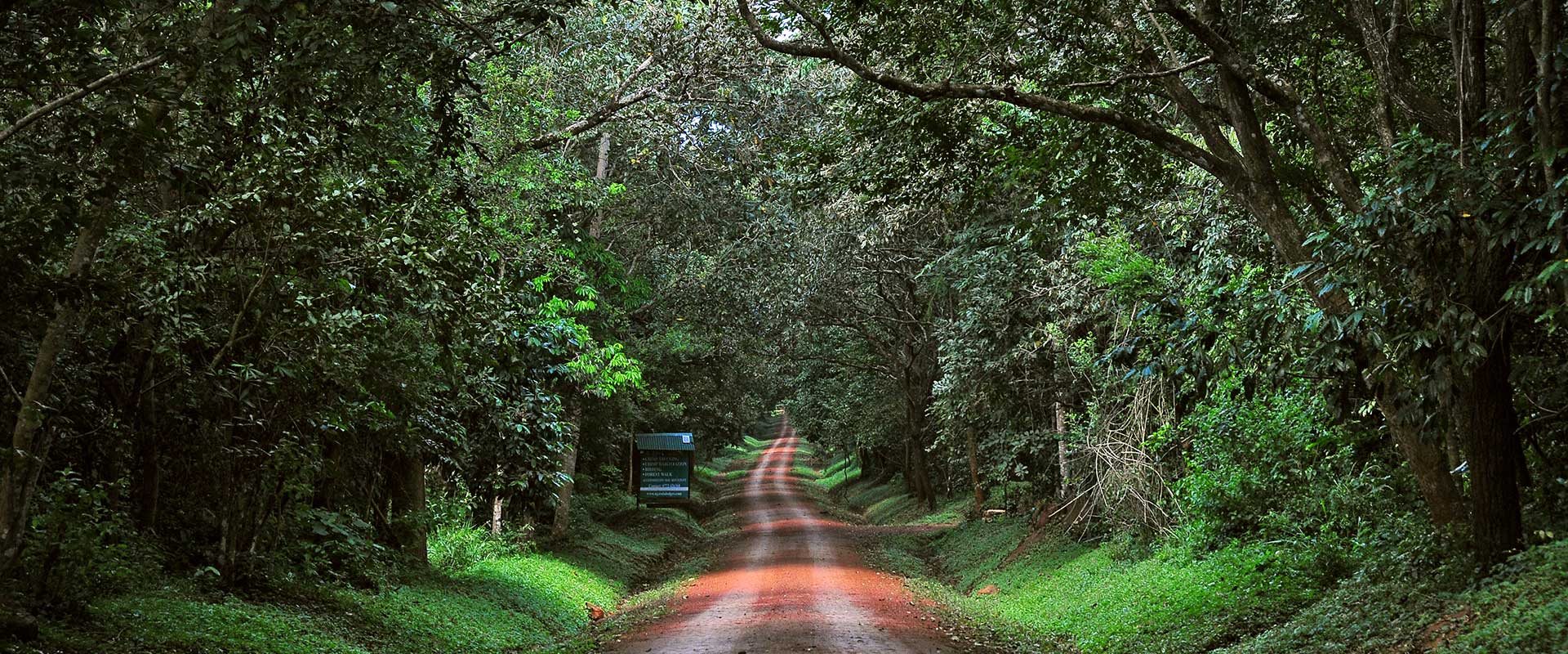 Budongo Forest