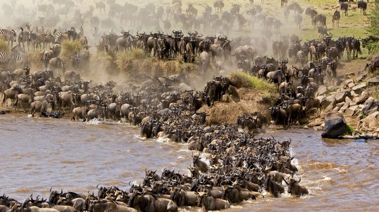 Witnessing the great migration