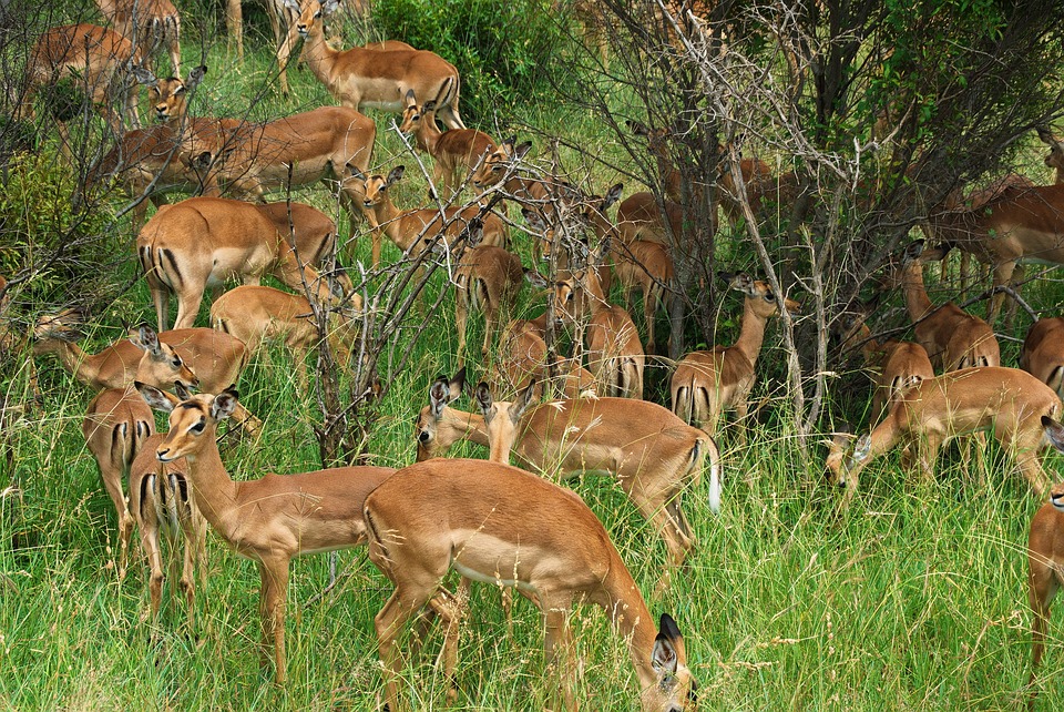 Game Drives