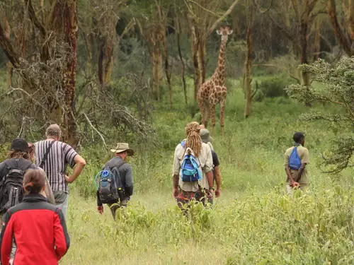 Safari with Animals