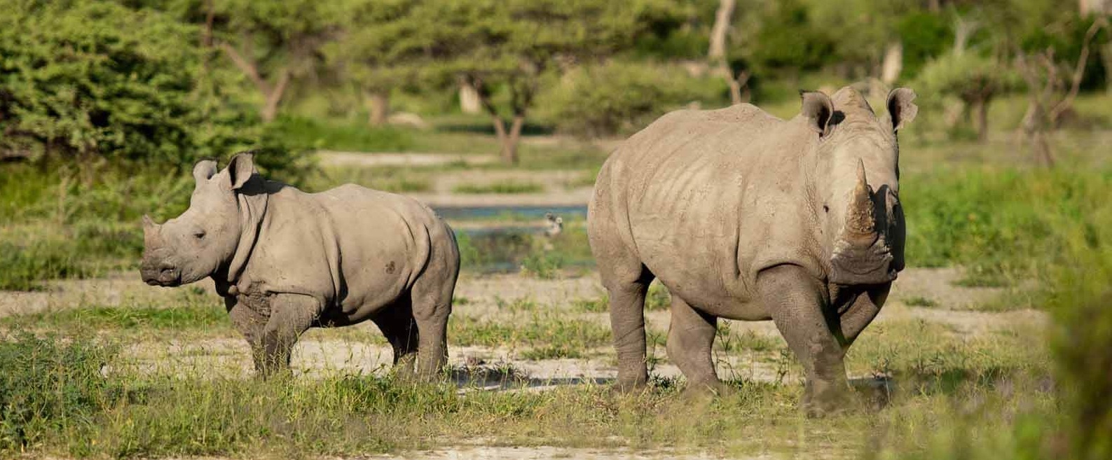 Moremi Game Reserve