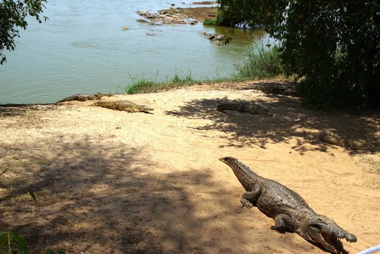 Tracking the crocs