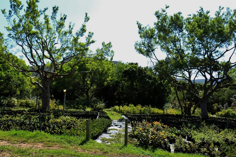 Hermanus Platbos Indigenous forest