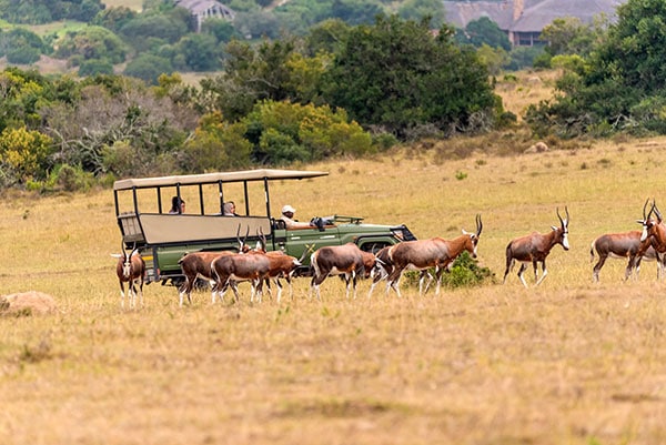 Game Drives