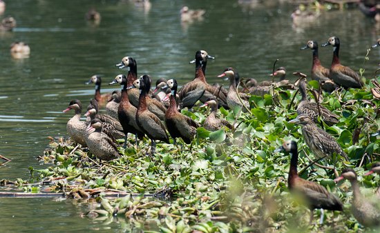  Birdwatching at Parc de Tsarasaotra