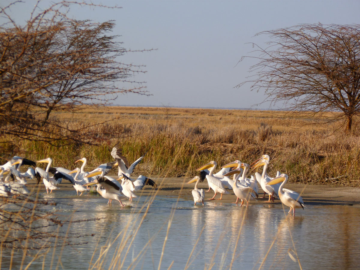 Nata Bird Sanctuary