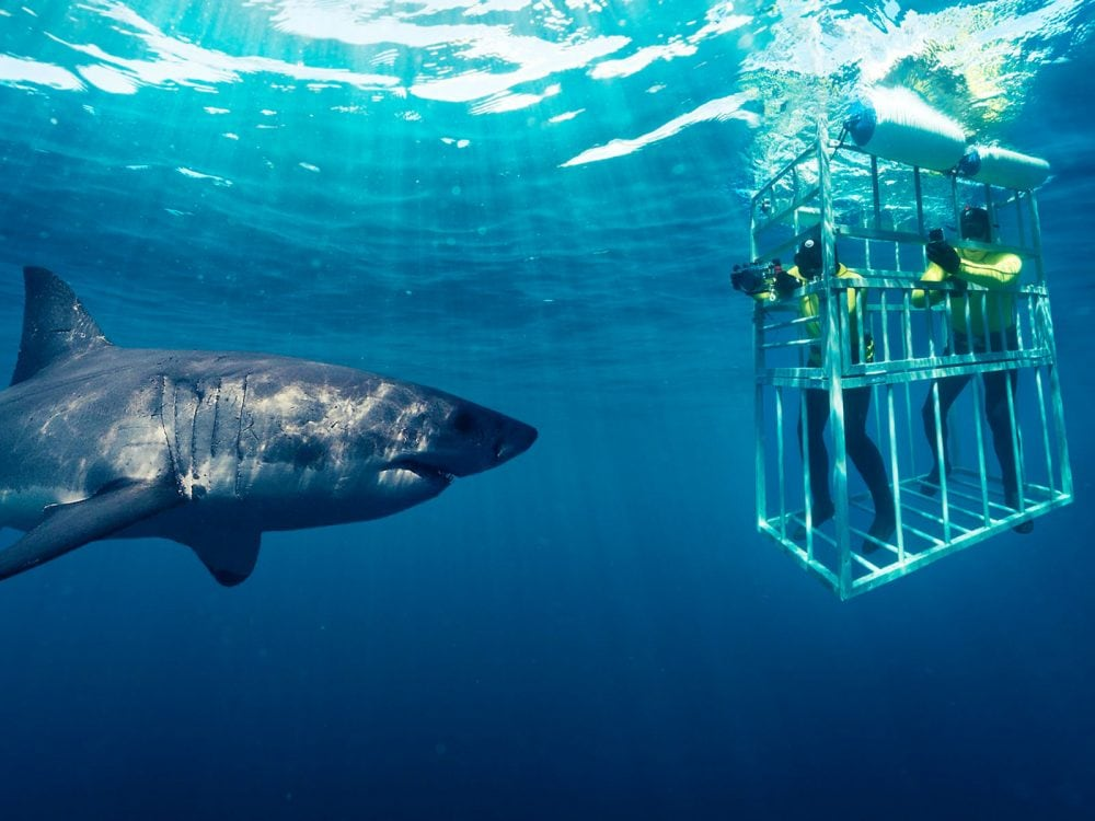 Gansbaai Shark Cage Diving