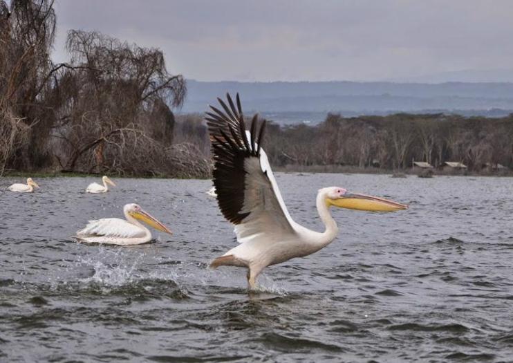 Lake Naivasha