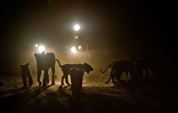 Enjoy day and night game drives