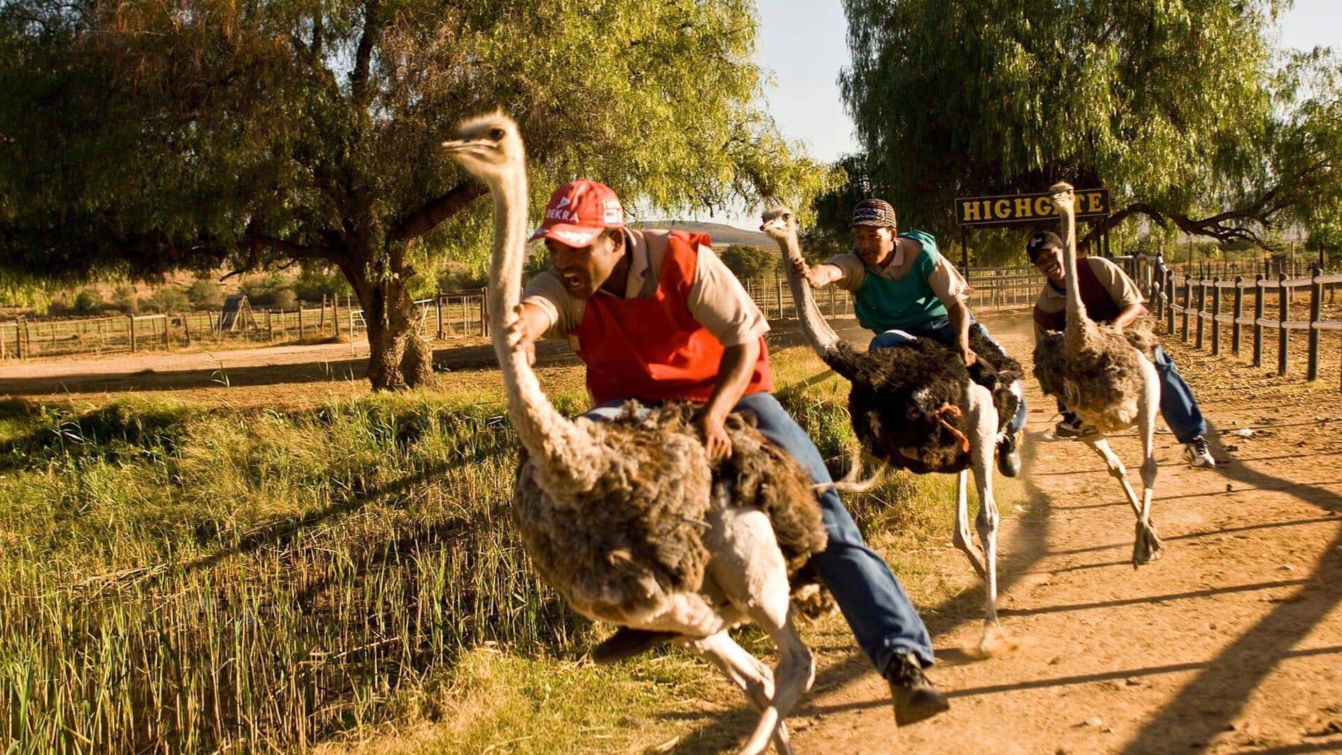 Ostrich Farm show