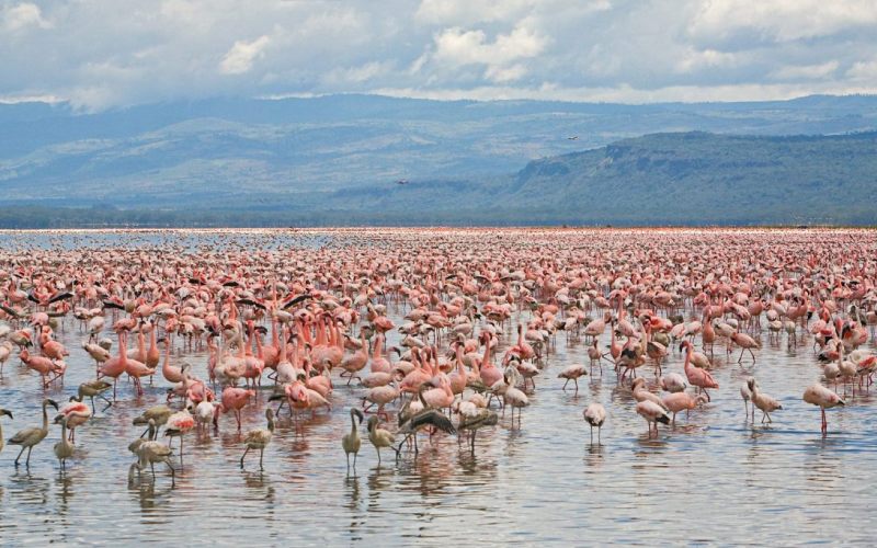Flamingos at Lake Elementaita