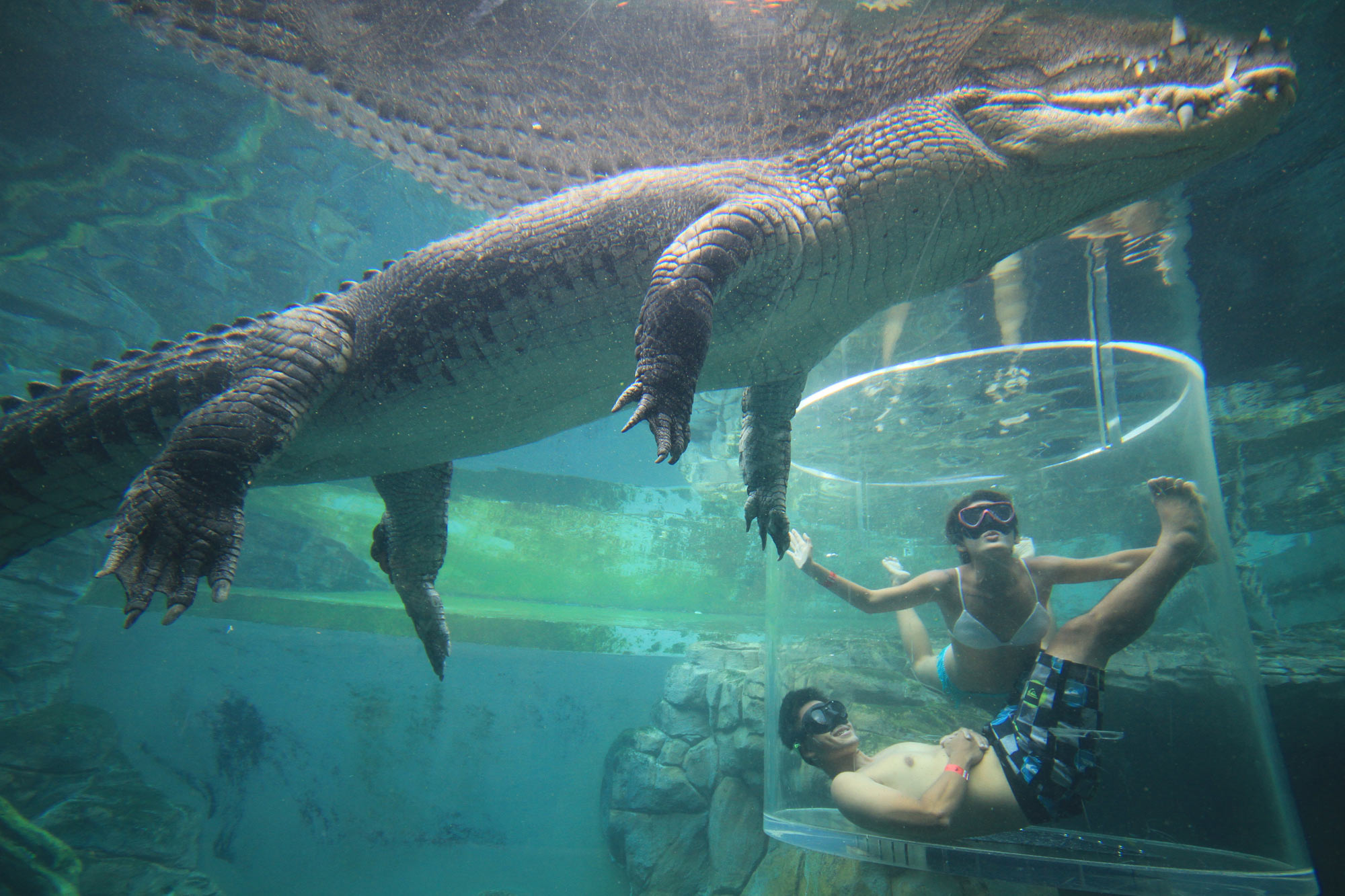 Crocodile Cage Diving